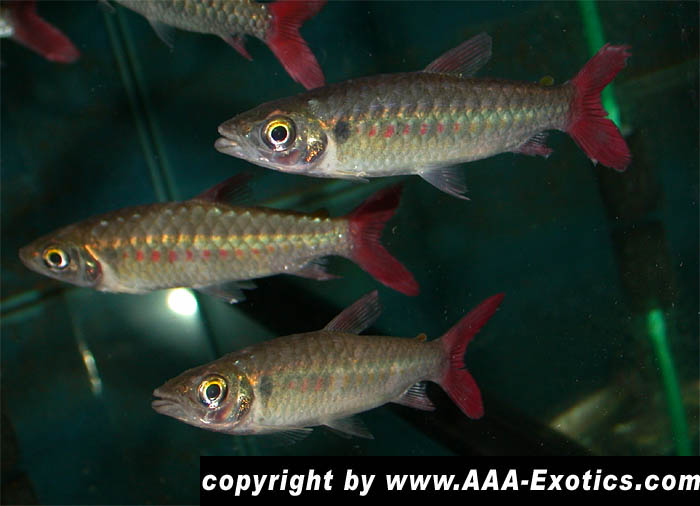 Chalceus macrolepidotus